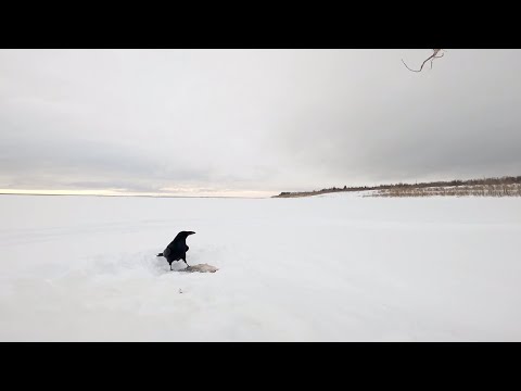Видео: Рыбалка у чёрной дыры. Ловля налима. Серия двадцать шестая.