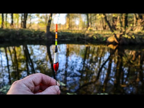 Видео: Сховався від Осіннього Вітру в струмку ЗАБИТИМ РИБОЮ-Ловля в Проводку