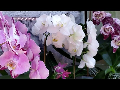 Видео: Запоздалое видео. Домашние цветение орхидей. Орхидеи Бабочки и другие фаленопсисы. 