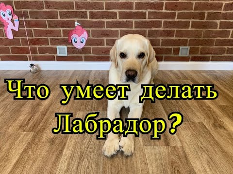 Видео: Что умеет Лабрадор? Какие команды знает лабрадор Харви