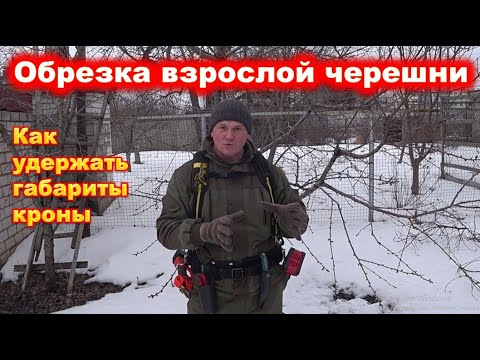 Видео: Обрезка черешни на удержание кроны