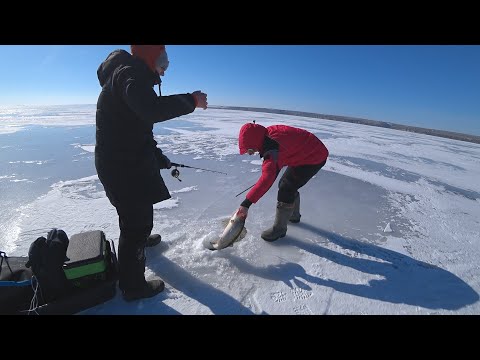Видео: ПОБИЛ БАТИН РЕКОРД! Рыбалка на Волге! Ловля трофейного судака!