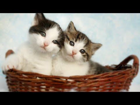 Видео: [Без рекламы] Мягкий звук арфы для стабильности кошки 😽Любимая музыка для сна кошек
