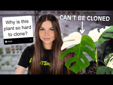 Видео: Вопросы и ответы по культуре тканей 🌱