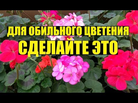 Видео: Почему не цветет ГЕРАНЬ / ПЕЛАРГОНИЯ?