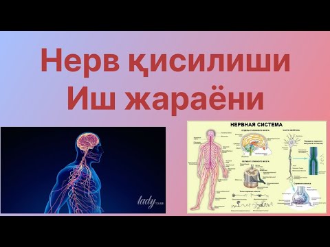 Видео: Нерв қисилиши. Иш жараёни. #kineziologiya 