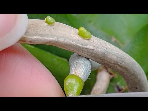 Видео: ВАШИ корни орхидеи ОШЕЛОМЕЮТ! ОБОГАЩЕНИЕ корней орхидеи! НАРАЩИВАНИЕ корням орхидеи ШОК! МОЩЬ корня!