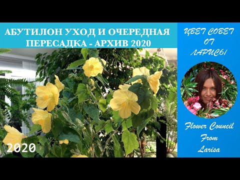 Видео: АБУТИЛОН УХОД И ОЧЕРЕДНАЯ ПЕРЕСАДКА - АРХИВ 2020