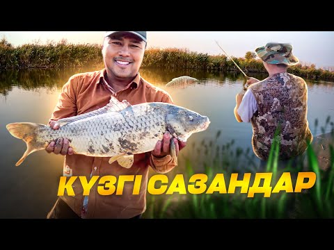 Видео: САЗАН САЗАН ТАҒЫ САЗАН!!!)) Күзде сазан балығын аулау. ҮЛКЕН САЗАН ТҮСТІ. Дикий сазан. Carp fishing