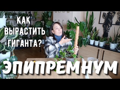 Видео: Эпипремнум на опоре! Попробуй, будешь удивлён!