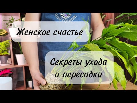 Видео: Сделай так и спатифиллум пойдёт в рост и зацветет: проверял сам уже не раз