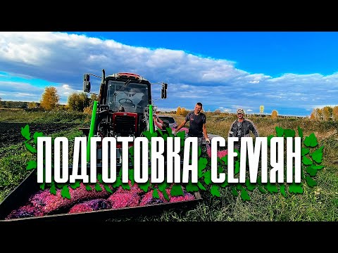 Видео: Подготовка семян чеснока | Фермерский рассказ | #чеснок #farming #деревня #сельскоехозяйство