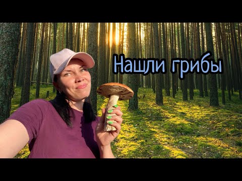 Видео: ГРИБЫ НА ДАЧЕ  🍄‍🟫 #собираемгрибочки #лес #вавилы #ТИХАЯОХОТА2024