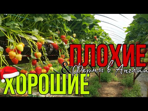 Видео: ХОРОШИЕ И ПЛОХИЕ фермы в Англии | Мой список ферм | Плюсы и минусы
