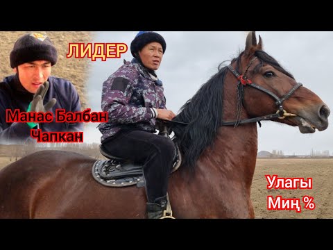 Видео: ЛИДЕР  Манас  Ниязов Чапкан Ат Сатууга Чыкты  Улагы 100  % Санчодон