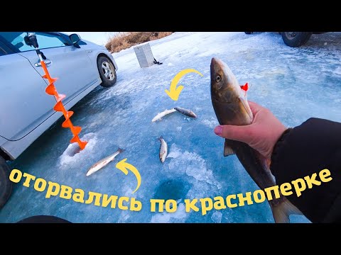 Видео: Оторвались по краснопёрке на зимней рыбалке!