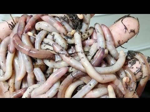 Видео: Выбор торфа ,тэстим,А какой вам нравится напешите будит всем интересно