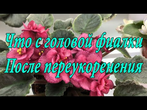 Видео: Что с головой фиалки? После переукоренения