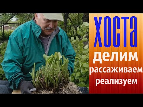 Видео: Хоста. Делим, рассаживаем, реализуем.