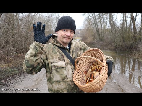 Видео: Фламмулина стальниковая, бархатистоножковая и редкий гриб из КК
