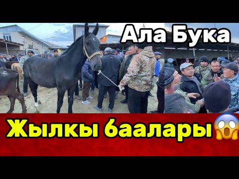 Видео: ЖАШ КУНАН ТАЛАШ БАЗАРДА😱 | ШАШЫЛЫШ КАБАР КАЙТТЫ | АЛА-БУКА, 13-Октябрь