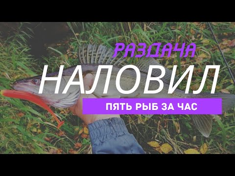 Видео: Ловля СУДАКА и ЩУКИ на КЛЯЗЬМЕ.