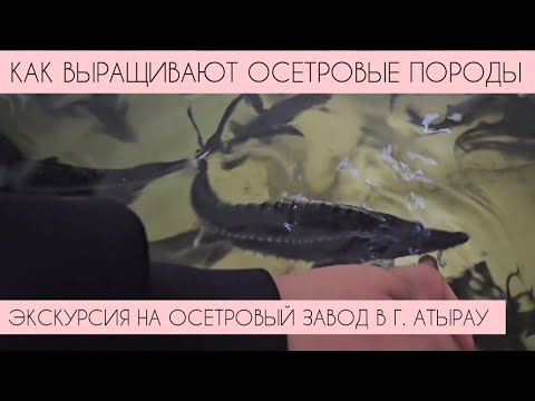 Видео: Осетровый завод в Атырау