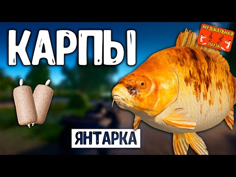 Видео: 🔴Янтарка, карповая ловля и фарм серебра