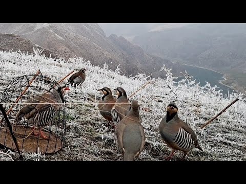 Видео: 7 декабря 2024 г.