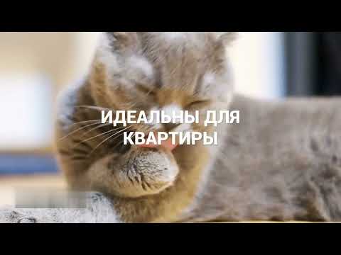 Видео: Шотландская вислоухая кошка