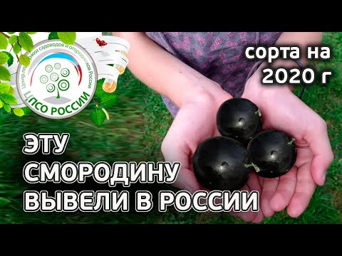 Видео: Новые урожайные сорта смородины. Какие сорта смородины выбрать в 2020 году.