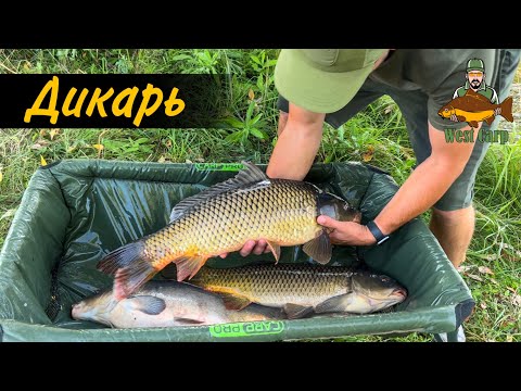 Видео: Шалені сазани на дикій водоймі!)Рибалка на флет 2022.Раки наступають)