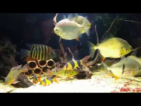 Видео: Кормление рыб мотылем. Милеусы, геофагусы, цихлазома смарагдовая, боции, северумы, птеригоплихт.