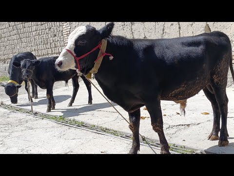 Видео: ЯНГИ ПАРТИЯ АНГУС МОЛЛАРИМИЗ КЕЛДИ НОМЕР ТЕЛ 933379814 МОЛЛАРНИ УТА ТИНИКЛАРИ КЕЛДИ