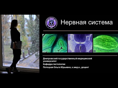 Видео: 15. Нервная система (лекция по гистологии)