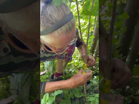 Видео: Як щепити черешню?🍒щеплення черешні окулюванням🍒коли щепити черешню ? Та інші  дерева окулюванням🌳