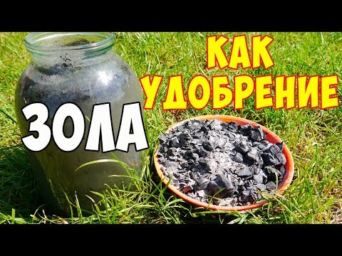 Видео: ЗОЛА КАК УДОБРЕНИЕ! ПОДКОРМКА ЗОЛОЙ!