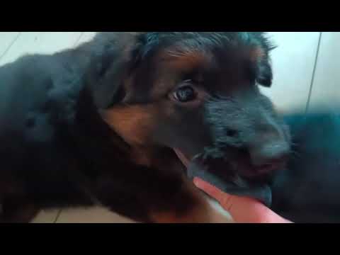 Видео: 47 день щенку.ОТДАЛИ ЩЕНОЧКА!Ну вот и все!