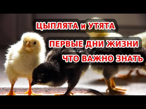 Видео: Цыплята и утята в первые дни жизни: как кормить, содержать