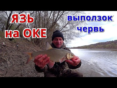 Видео: Хороший ЯЗЬ на червя. Рыбалка на ОКЕ, весна.