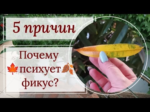 Видео: Почему психует фикус? 5 основных причин!