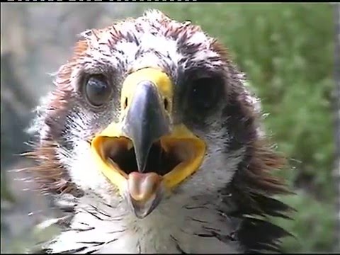Видео: Орлы