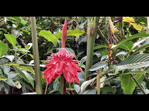 Видео: Ботанический Сад, Роскошный Супермаркет. Brisbane Botanic garden. David Jones. Bus Travel.