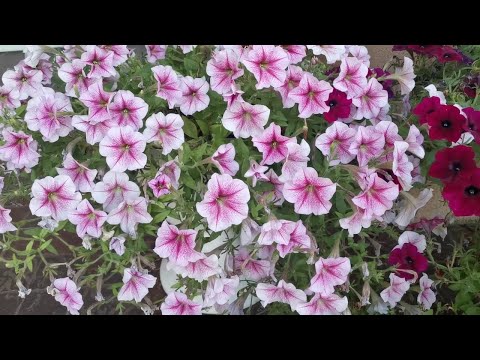 Видео: Летняя обрезка ампельной петунии