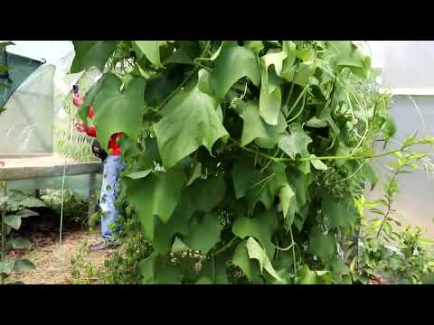 Видео: ДЕСЕРТЫ ИЗ ЗЕМЛИ:  БАТАТ ЧУДО, ЧАСТЬ 2