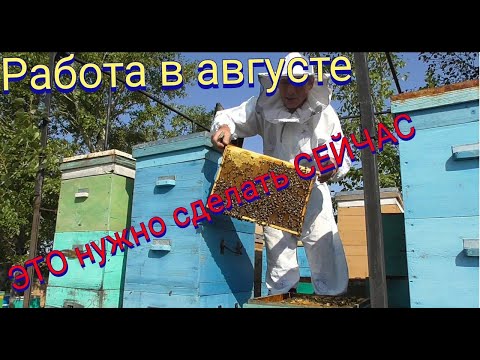 Видео: Работы в августе на пасеке.Наращивание пчелы для успешной зимовки.