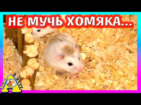 Видео: КАК ПОМОЧЬ ХОМЯКУ? / КАКОЙ НАПОЛНИТЕЛЬ НУЖЕН ХОМЯКУ / ОБЗОР ДЛЯ ХОМКИ / Alisa Easy Pets