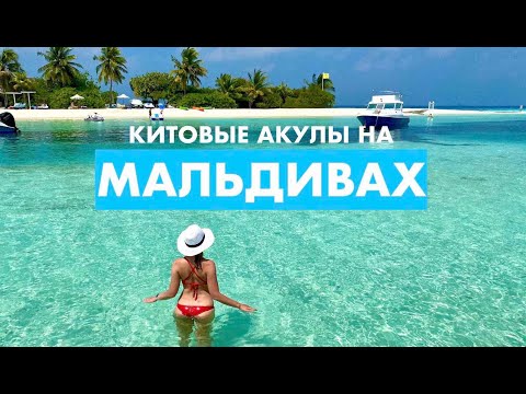 Видео: МАЛЬДИВСКИЕ китовые акулы из 5* LUX South Ari Atoll Resort