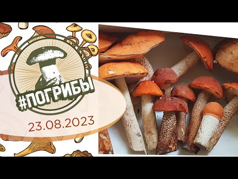 Видео: Грибная разведка - в ожидании нового слоя грибов Сезон 2023 | #ПоГрибы в Подмосковье 23 августа 2023
