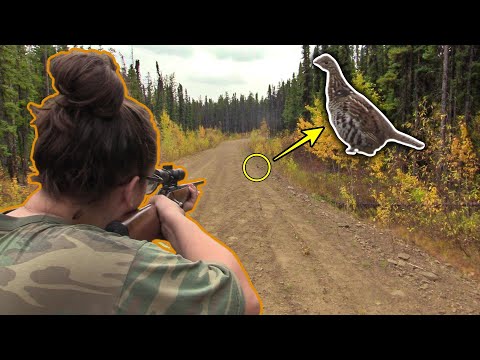 Видео: Охота на куропаток с Шелби на севере Британской Колумбии
